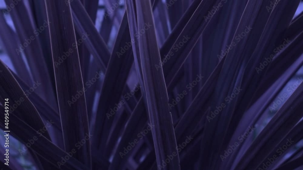 Hojas violetas intensas