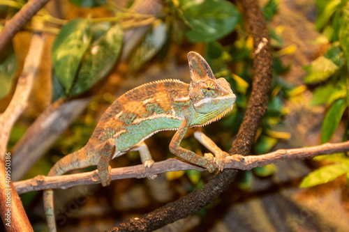 Veiled Chameleon Pet in Terrarium