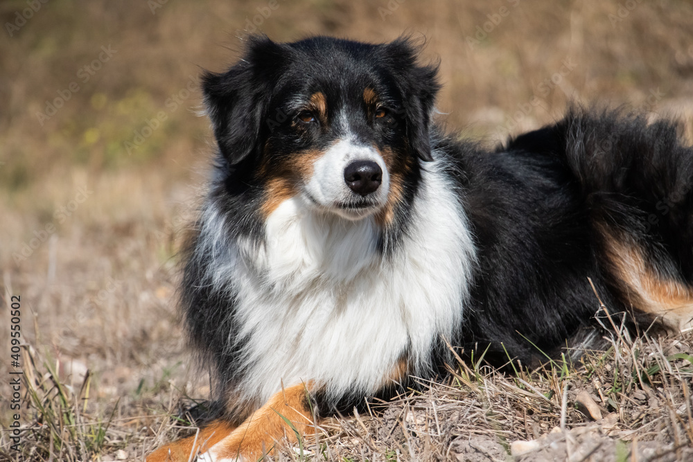Australian Shepherd Dog, Working Ranch Dog in a Field Australian Shepherd Dog, Working Ranch Dog in a Field