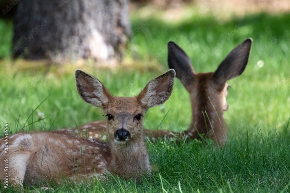 Baby Deer in Sunriver, Oregon, Wildlife of the West Baby Deer in Sunriver, Oregon, Wildlife of the West