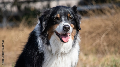 Fototapeta Naklejka Na Ścianę i Meble -  Happy Australian Shepherd, Companion Dog Happy Outside