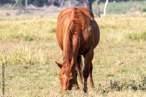 Brown Pregnant Horse Grazing in Field