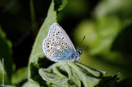 Wallpaper Mural  A Common Blur Butterfly sitting on green leaves. Torontodigital.ca