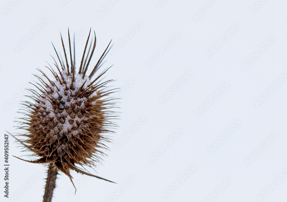 Snow-covered dry thistle. Plant under the snow. Closeup shot. Free copy space. White background.