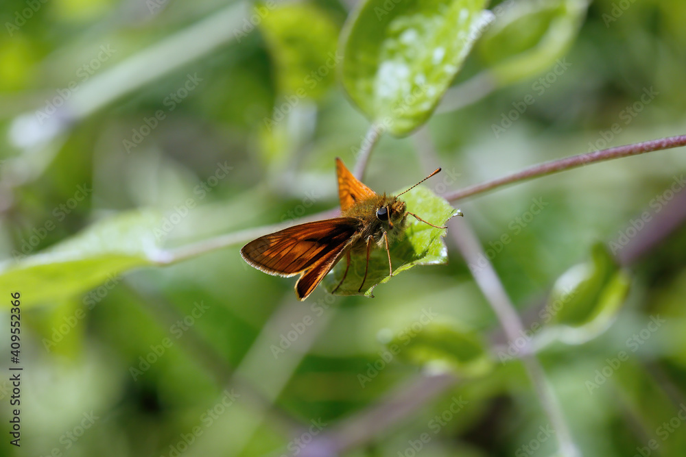 A Large Skipper Butterfly basking on a green leaf.