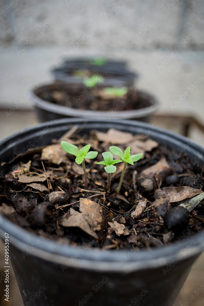 cannabis plant first week of growth cannabis plant first week of growth
