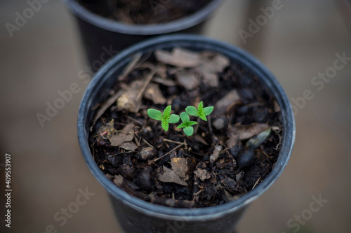 cannabis plant first week of growth