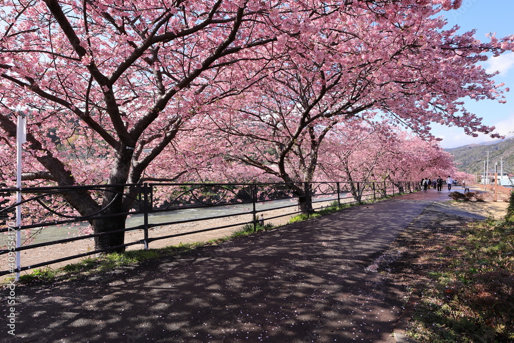 河津桜の風景