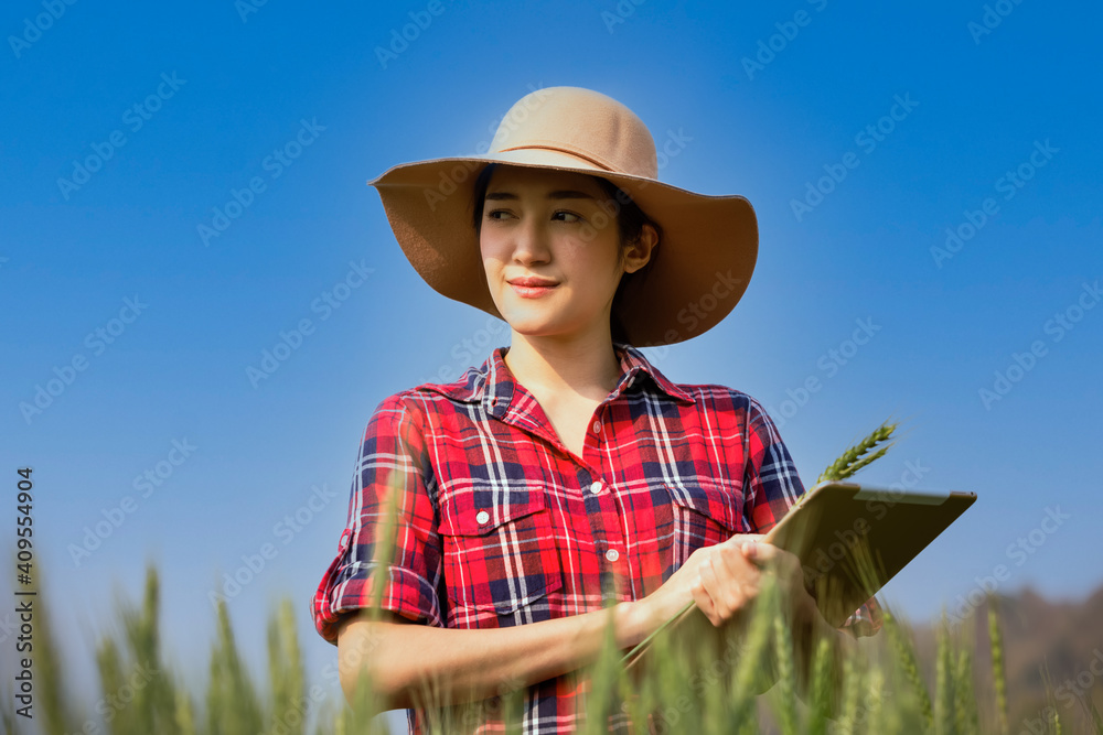 Young asian woman farmer wearing checkered shirt is checking harvest progress on a tablet at the green wheat field. New crop of wheat is growing. Agricultural and farm concept.