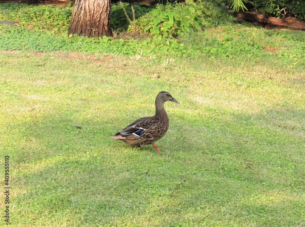 A female mallard duck, known as Anas platyrhynchos, walking through the grass at a park in Phoenix, Arizona A female mallard duck, known as Anas platyrhynchos, walking through the grass at a park in Phoenix, Arizona