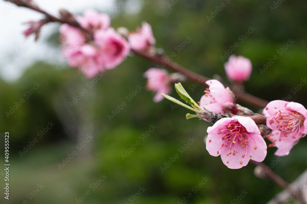 Fototapeta premium Peach Blossom