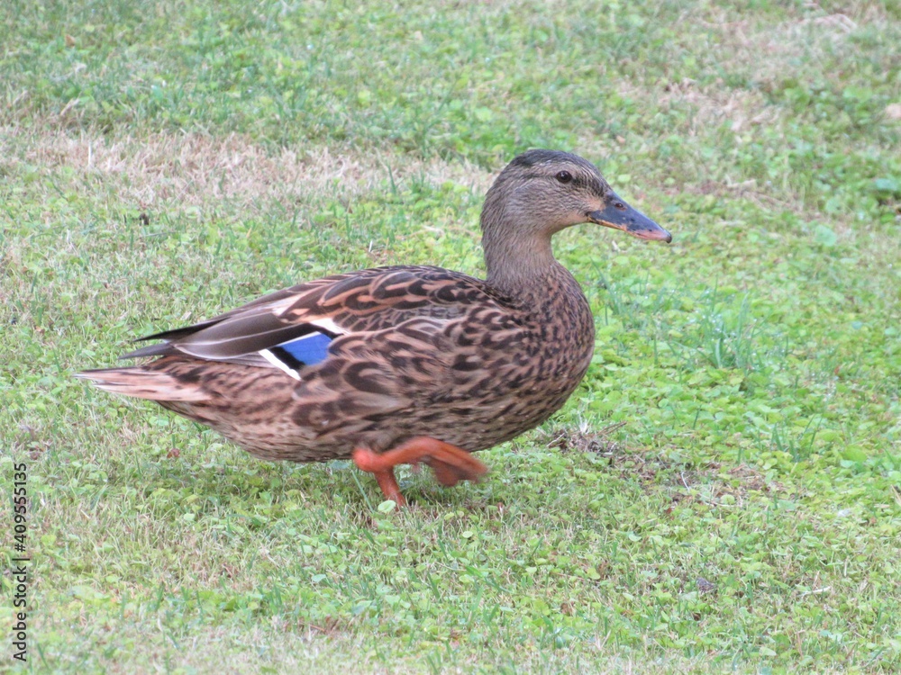 A female mallard duck, known as Anas platyrhynchos, walking through the grass at a park in Phoenix, Arizona A female mallard duck, known as Anas platyrhynchos, walking through the grass at a park in Phoenix, Arizona