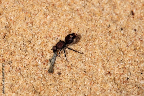 Velvet Ant (Ephutomorpha ferruginata) South Australia photo