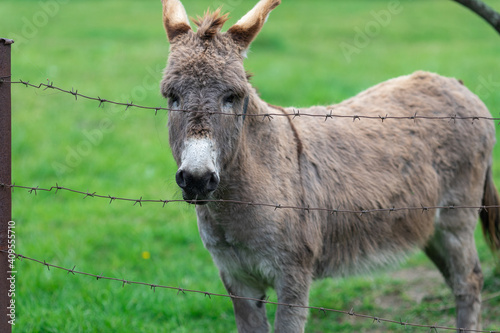  Donkey stands near the fence and looks at the camera. High quality photo