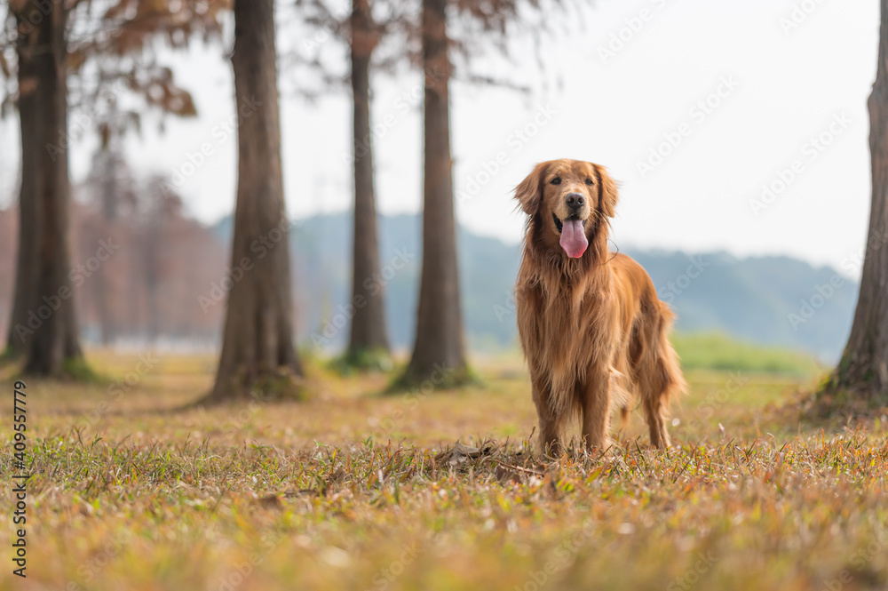 Golden Retriever playing in the woods