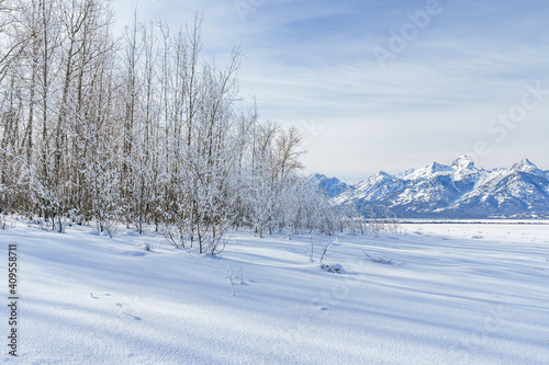 Fototapeta Naklejka Na Ścianę i Meble -  Snow and Frosty Trees in Front of Mountains in Winter Scene in Jackson Hole