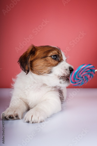 Jack russel terrier puppy with candy
