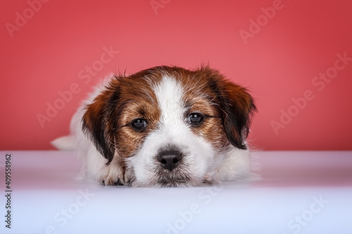 Wire-haired white&tan jack russel terrier puppy