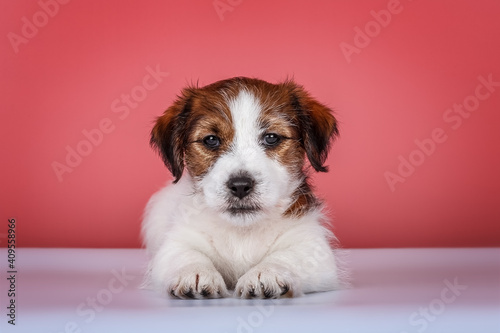 Wire-haired white&tan jack russel terrier puppy