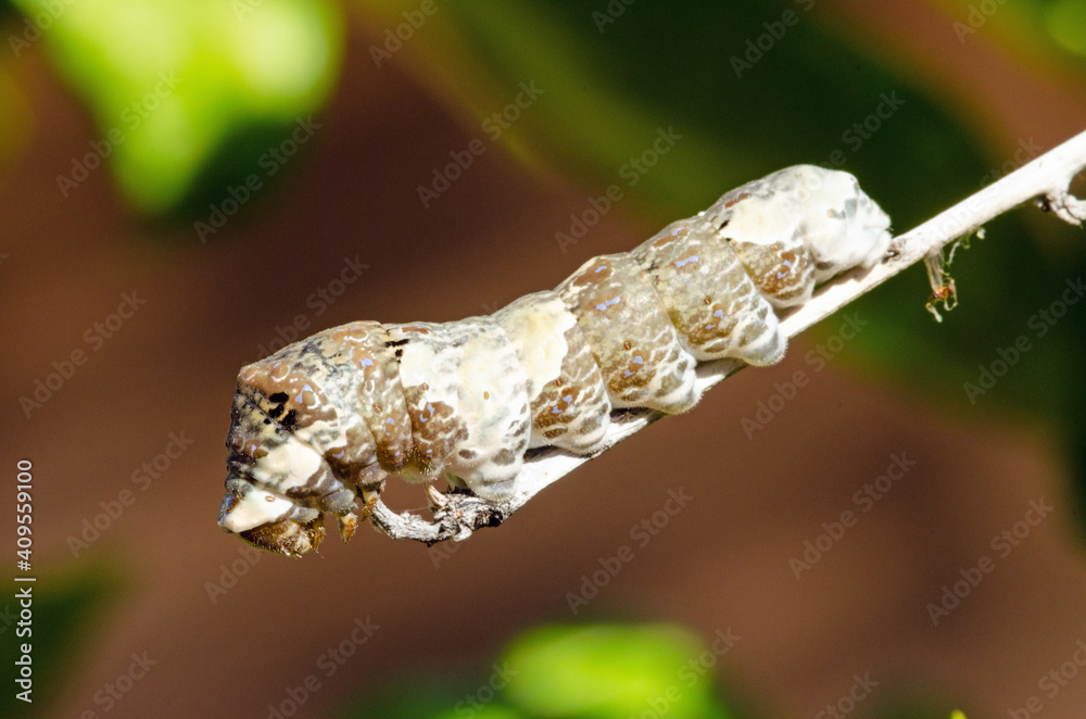 Giant Swallowtail (Papilio cresphontes) caterpillar Giant Swallowtail (Papilio cresphontes) caterpillar