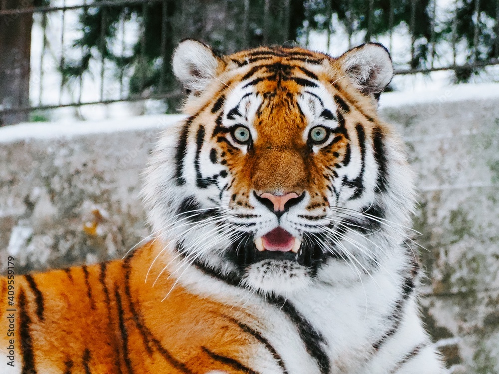 tiger in the wild tiger in the wild