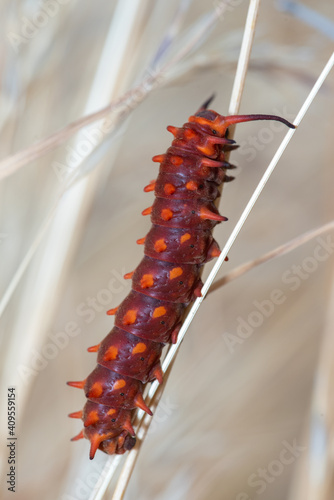 Pipevine Swallowtail (Battus philenor) on dried grass photo