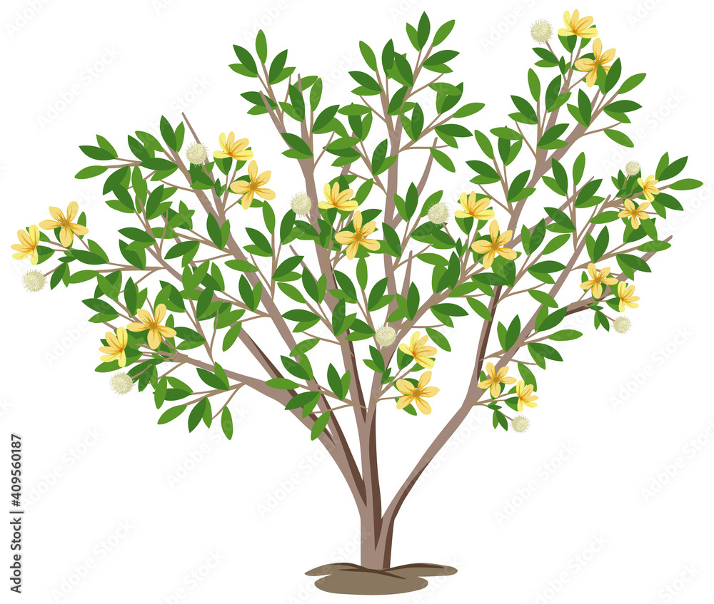 Creosote Bush isolated on white background Creosote Bush isolated on white background
