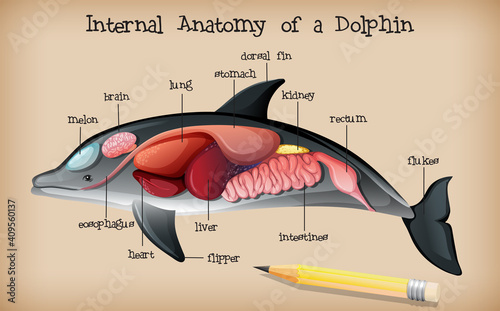 Internal Anatomy of a Dolphin