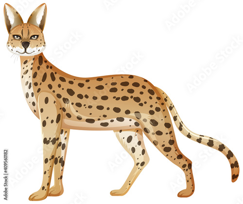Serval animal isolated on white background
