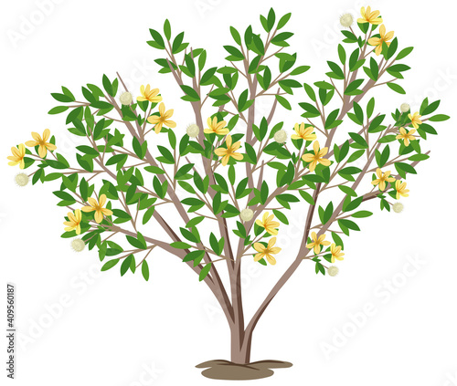Creosote Bush isolated on white background