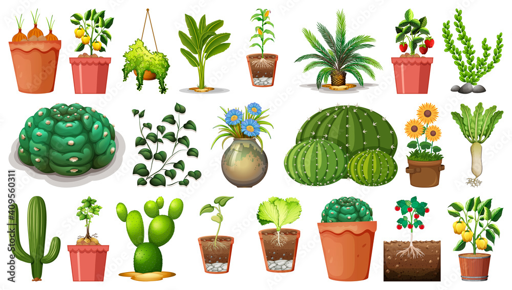 Set of different plants in pots isolated on white background Set of different plants in pots isolated on white background