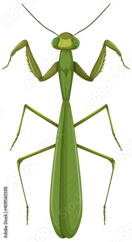 Green mantis or grasshopper isolated on white background