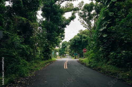 Beautiful Kalapana road with tree. Kapoho road photo