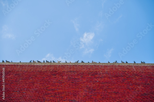 Pigeons on the red roof with blue sky background.