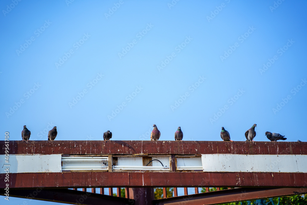 Fototapeta premium Pigeons on the steel beam with blue sky background.