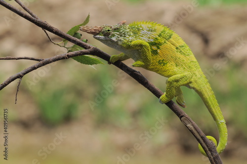 Fischer Chameleon perches on branch 