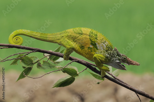 Fischer Chameleon perches on branch 