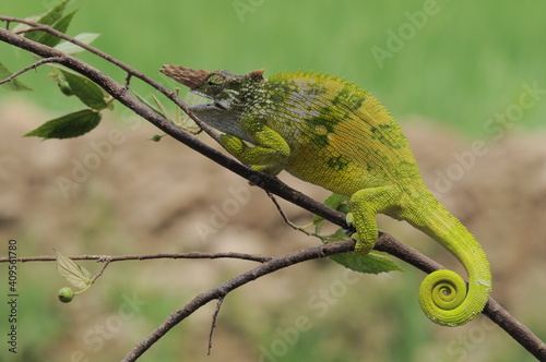Fischer Chameleon perches on branch 