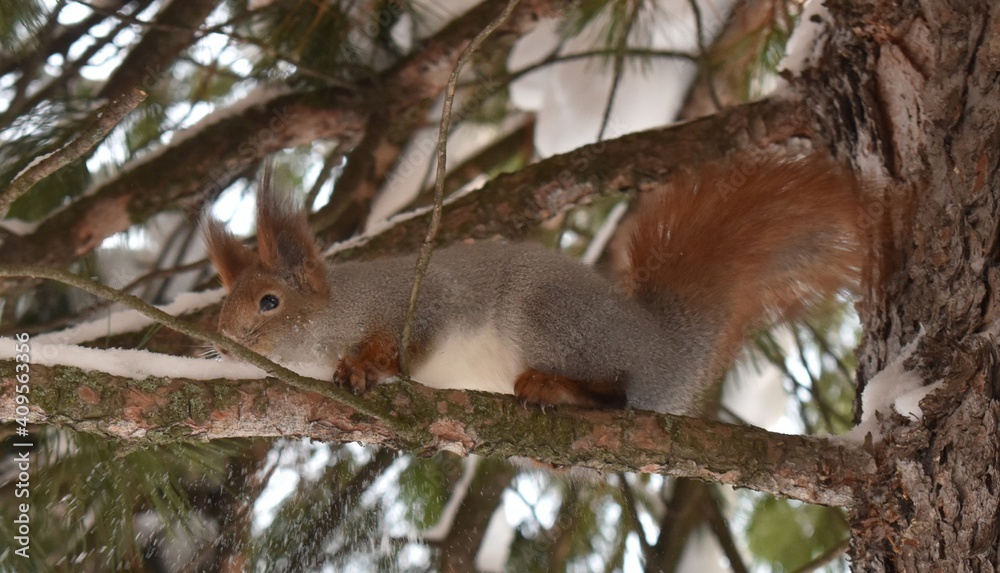 Fototapeta premium squirrel on a tree