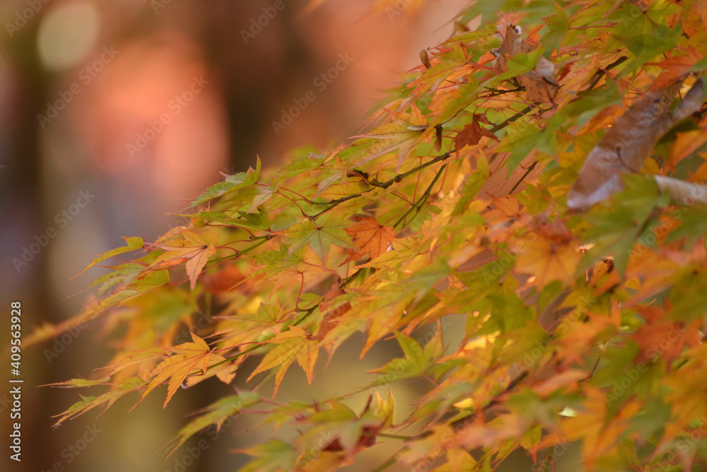 紅葉 紅葉