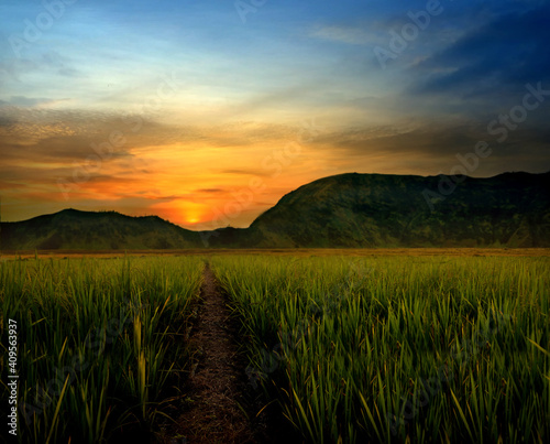 sunset over the field