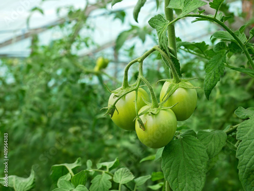 Group of green tomatoes growing in a greenhouse