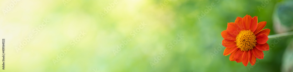 Nature of flower in garden using as cover page background natural flora wallpaper or template brochure landing page design Nature of flower in garden using as cover page background natural flora wallpaper or template brochure landing page design