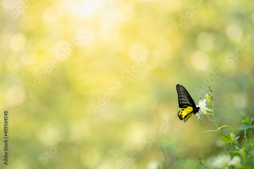 Nature of butterfly and flower in garden using as background butterflies day cover page or banner template brochure landing page wallpaper design