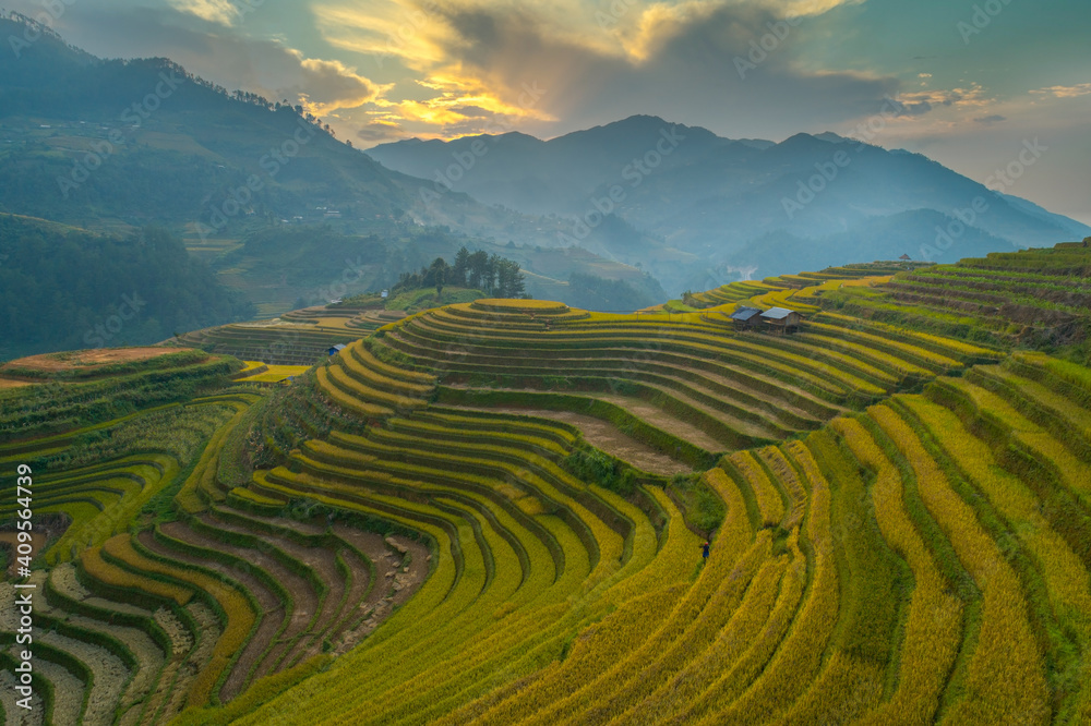 rice field at Vietnam