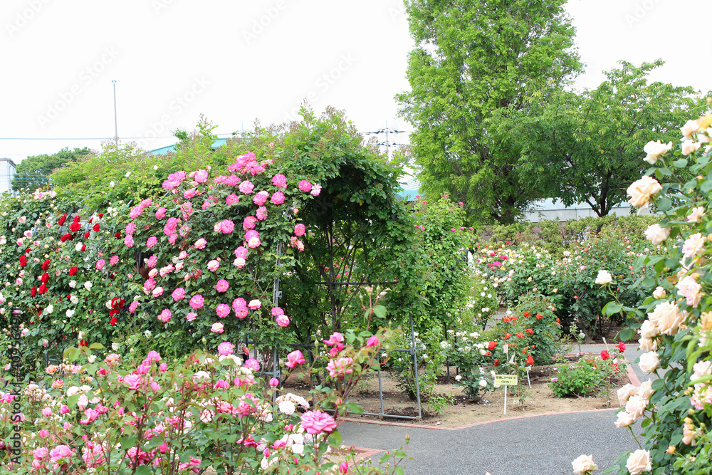 満開の薔薇