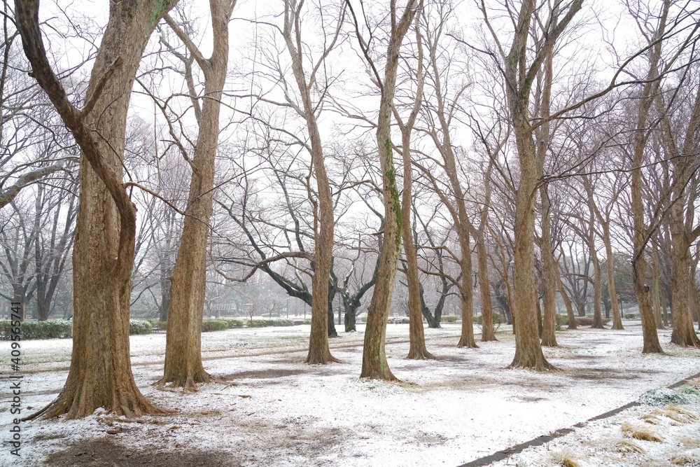 Fototapeta premium 湿った雪が降るトウカエデとサクラの木のある公園