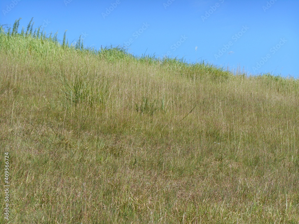 Fototapeta premium 草の斜面