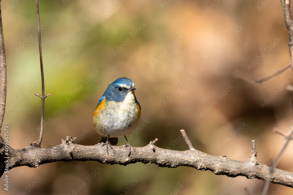 custom made wallpaper toronto digitalルリビタキ