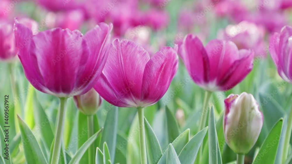 Colorful tulips on a windy spring day Colorful tulips on a windy spring day